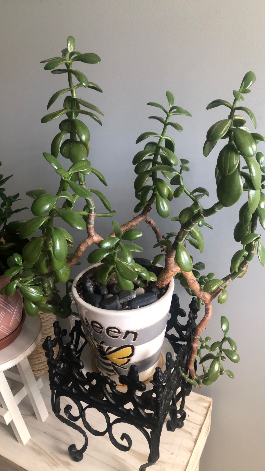 Live Jade Plant