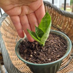 Snake Plant Start /indoor Plant