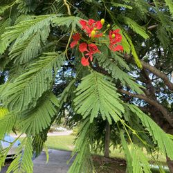 Flowering Shade Tree 🌳 Royal Poinciana 
