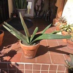 Large Gasteria Succulent Plant