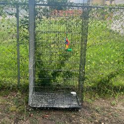 Big Bird Cage