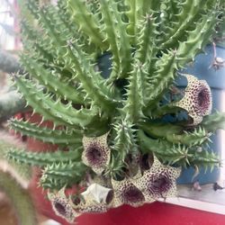 Stapelia Plants 🪴 