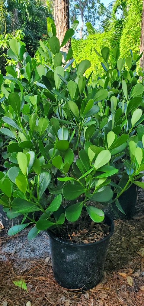 Clusia Price Includes Installation 7 Gallon