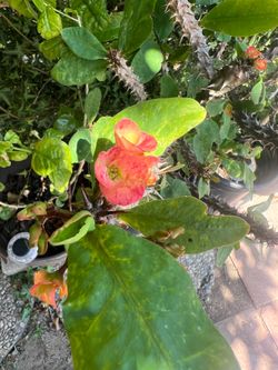 Crown of Thorns plant
