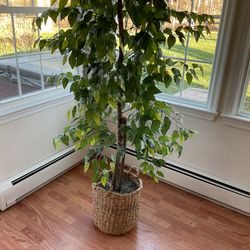 Accent Tree 