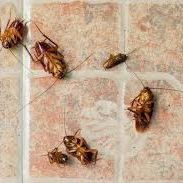 German Cockroaches