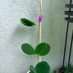 Hoya  obovata  plant
