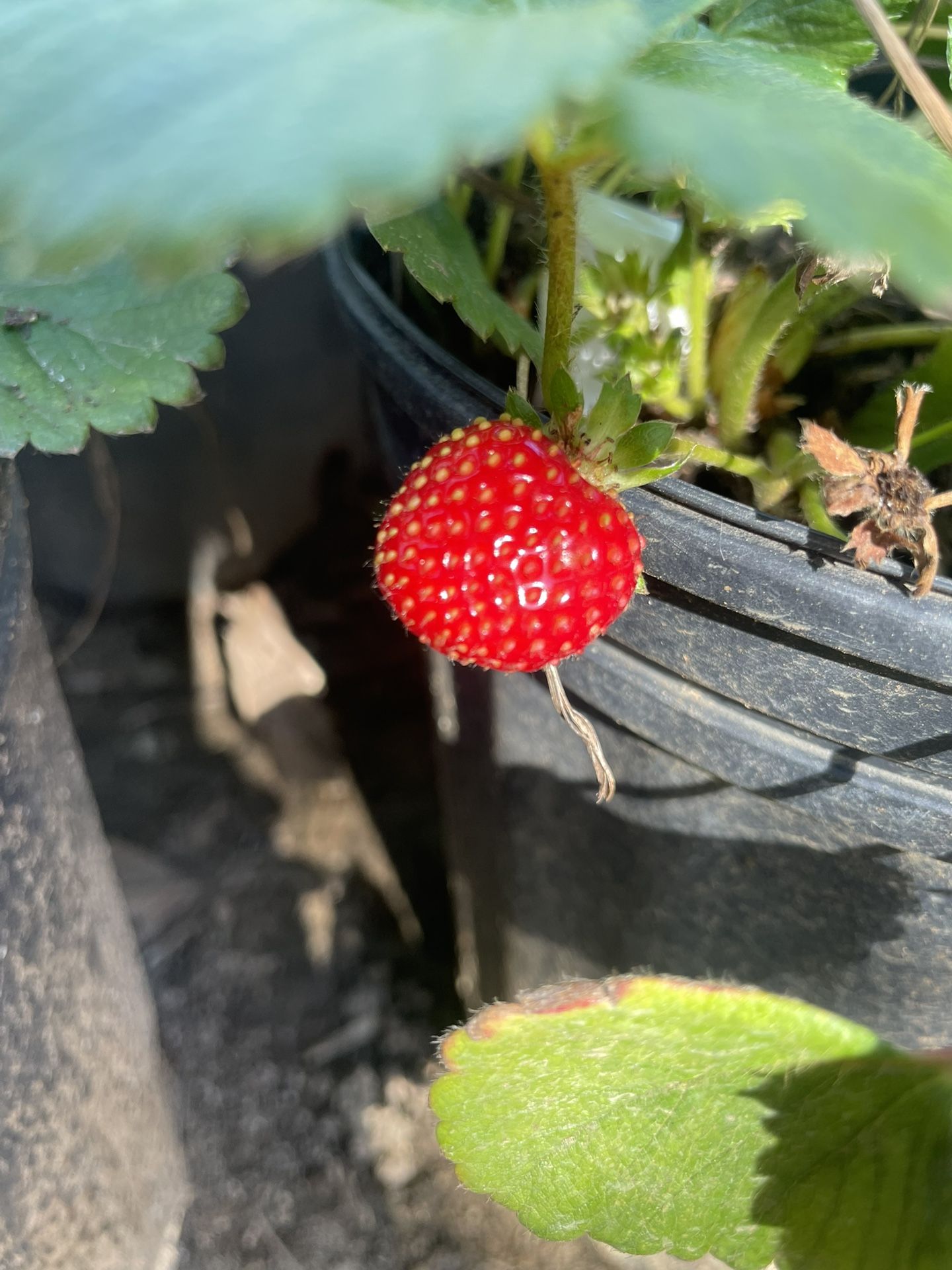 Strawberry Plants- Olallieberry Plants- Blueberry Plants- Raspberry Plants- Grape Vines- Currant Berry Plants-