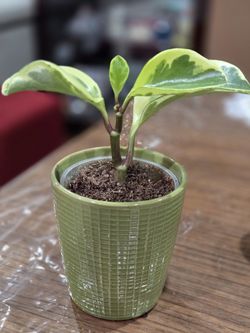 Peperomia Plant Live