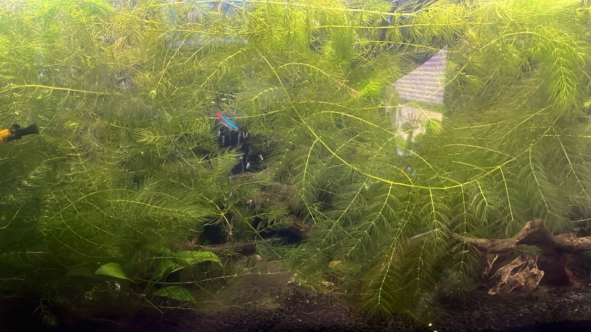 Live Aquarium Hornwort Coontail Plants