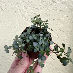 Pilea Aquamarine 2” Pots 