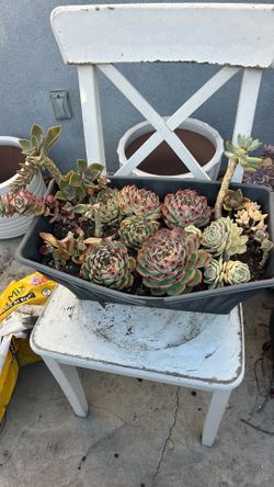 Succulents Plants In Pot / Suculentas