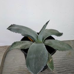 Organically Grown Blue Agave Plant 