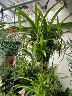 Spider plant