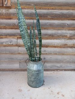 Plant