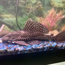 Fish Tank 10”Pleco 