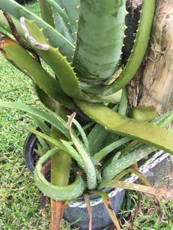 This Beautiful Aloe Vera Miracle Lant With Baby’s ! Good For Skin, Hair , And...