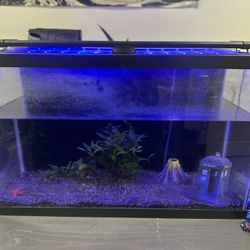 Fish Tank And Accessories 