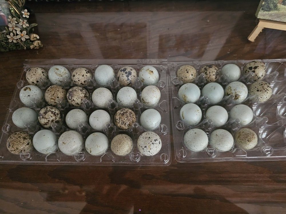 Quail Eggs. 24 Coturnix