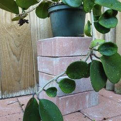 Hoya Obovata Wax plant RARE