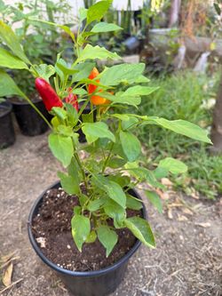 Sweet pickle chili