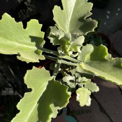 Beautiful FELT BUSH In Ceramic Pot 