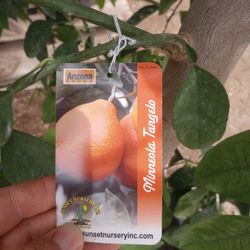 24 Gal Tangelo Tree