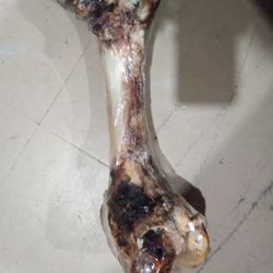 Giant mammoth Shoulder Bone
