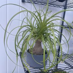 Pony Tail Bonsai