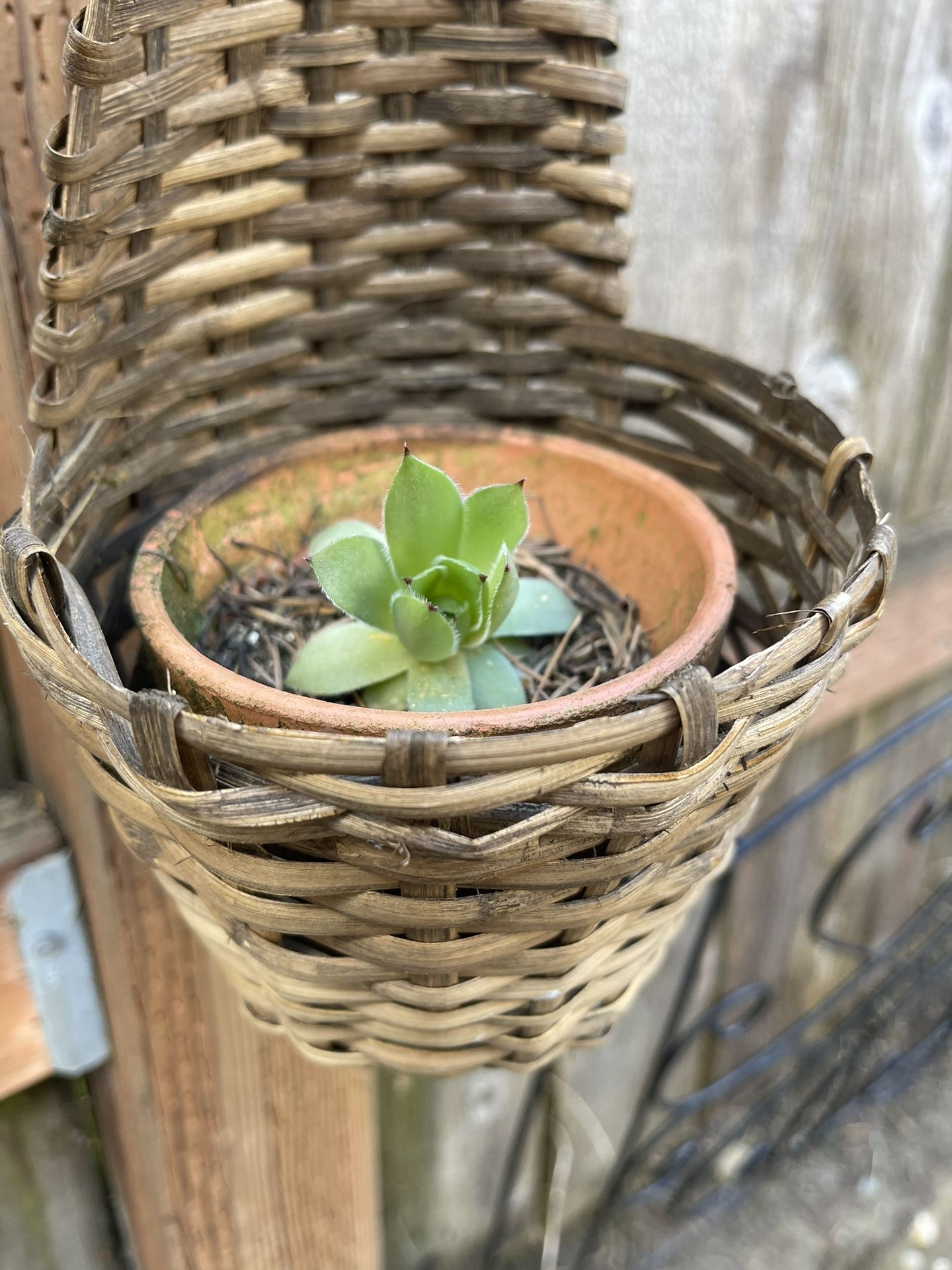 Rustic Wicker Hanging Basket With Succulent 