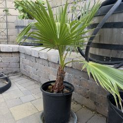 Healthy Fan Palm $29