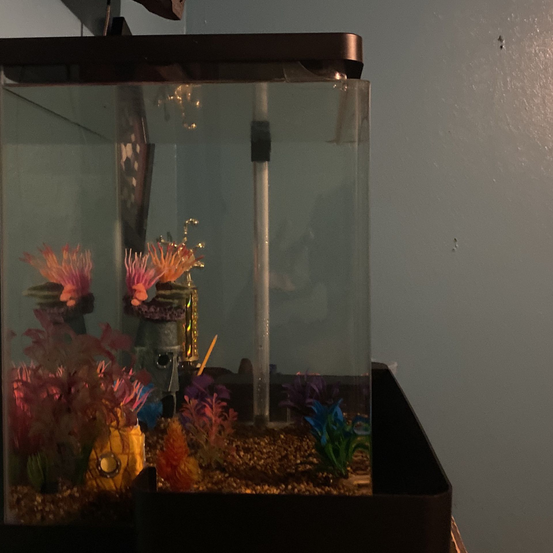 Fish  tank