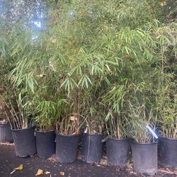Lots Of 5gal Bamboo Bushes 