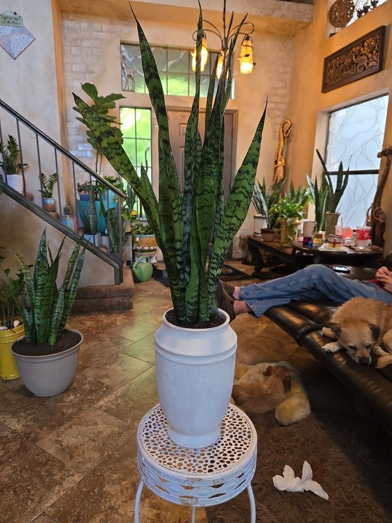 2ft 10in Tall Sansevieria Snake Plant  (Incl. Ceramic Pot)