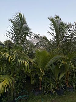Palmas  10-12 ft