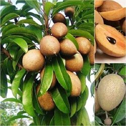 Nesberry, Sapodilla And Chikoo