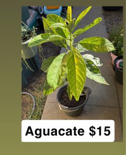 Aguacate