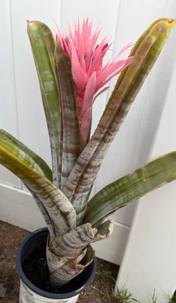 Pink Flowering Bromeliad Plant