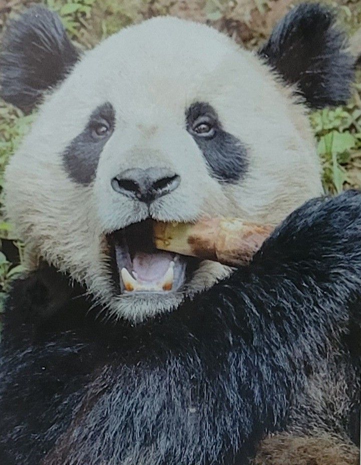 Seeking Two Zoo Tickets (Disabled Vet & Caregiver)