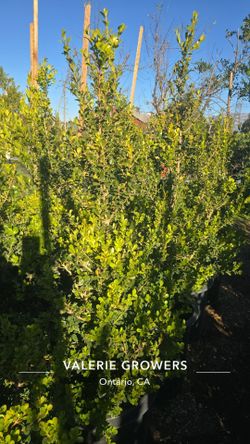 Boxwood