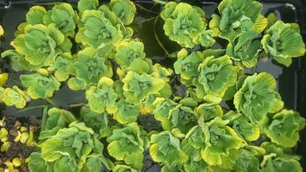Pond plants natural water filtration
