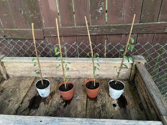 4 Arbolitos de guamuchil dulces de 1 pie de alto tienen 3 semanas