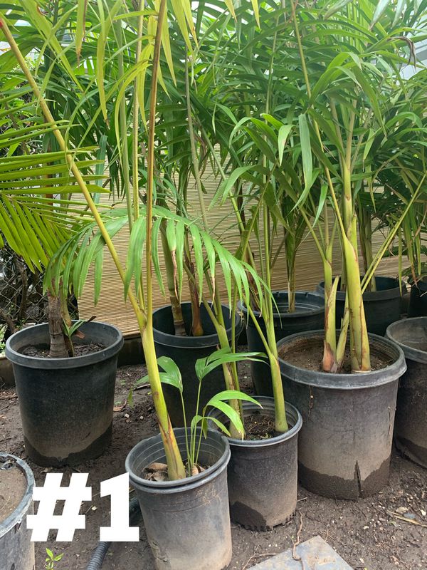 King Palm Trees for Sale in Glendora, CA - OfferUp