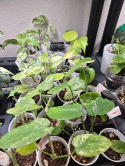 Various Monstera
