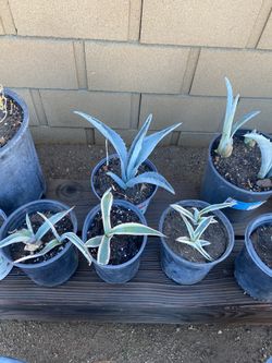 Agaves $10-15 Each   - Cada Uno - 