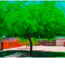 Thornless Mesquite Trees In 15 Gallon $100 Each 