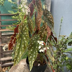 Begonias Plants Indoor Está Grande