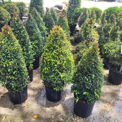 TOPIARIES SMALL 