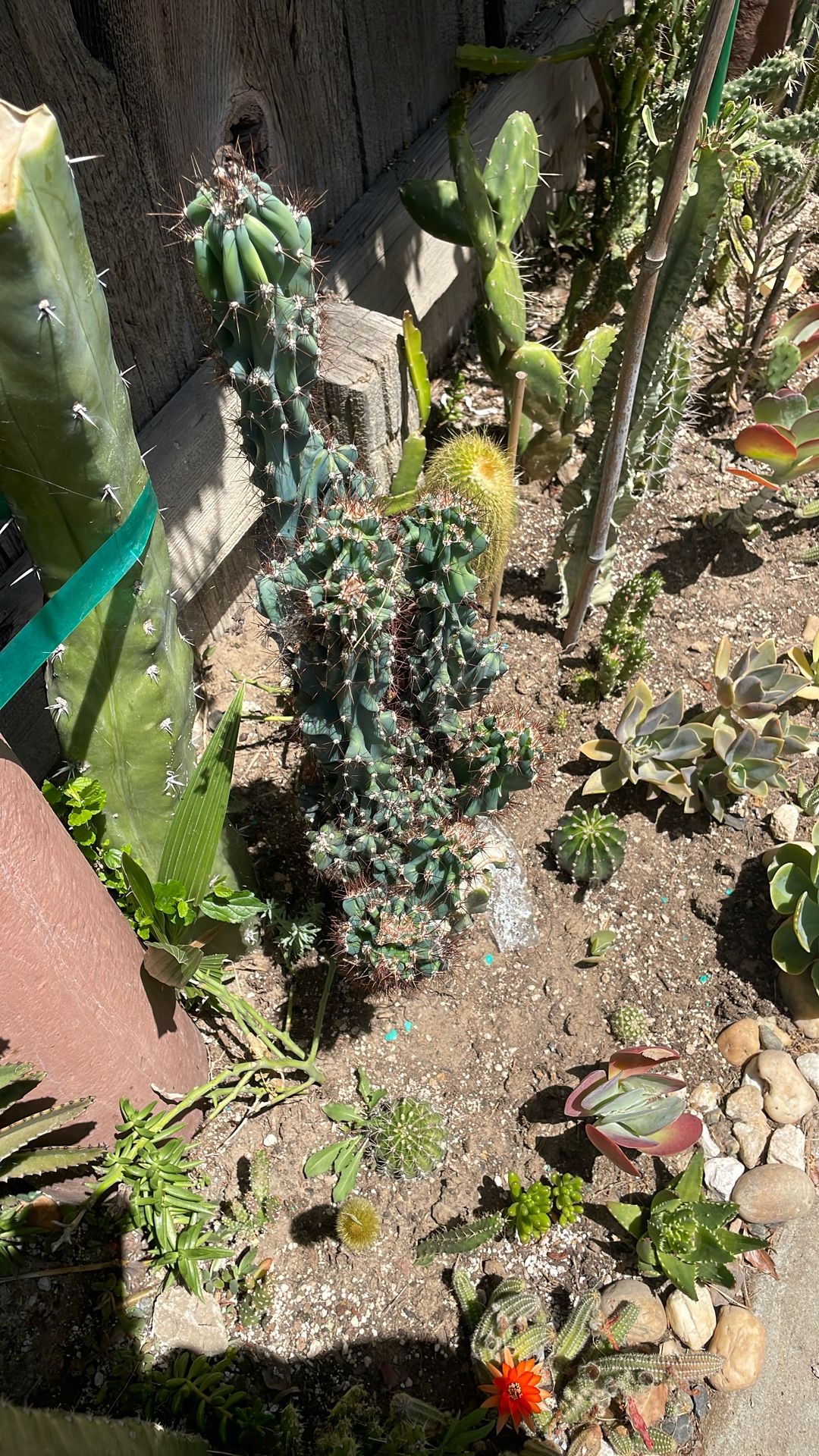 Cacto el monstruo
