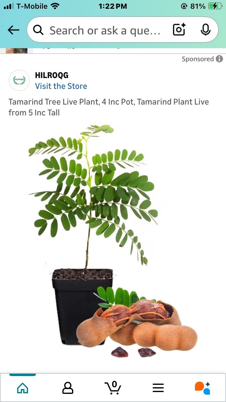 Tamarind Seedling Plant In 1 Gallon Pot